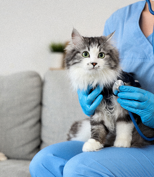 cómo se cura el daño hepático en gatos